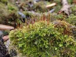 Attēlu rezultāti vaicājumam “Campylophyllum calcareum”