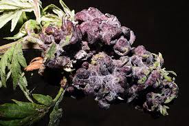 Attēlu rezultāti vaicājumam “Artemisia vulgaris bud”