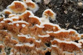 Attēlu rezultāti vaicājumam “Leucogyrophana sororia”