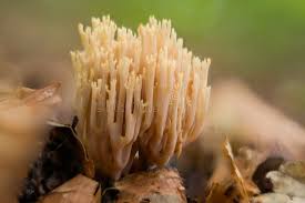 Attēlu rezultāti vaicājumam “Clavulina coralloides”