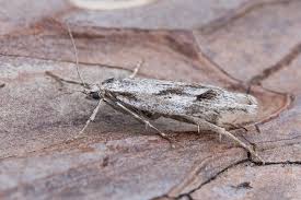 Attēlu rezultāti vaicājumam “Diurnea lipsiella”