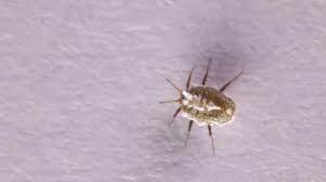 Attēlu rezultāti vaicājumam “Sternorrhyncha”