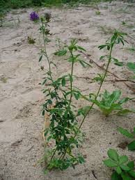 Attēlu rezultāti vaicājumam “Medicago x varia  leaf”