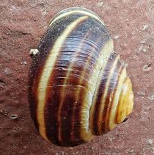 Attēlu rezultāti vaicājumam “Cepaea nemoralis”