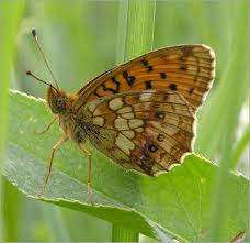 Attēlu rezultāti vaicājumam “Brenthis ino underside”