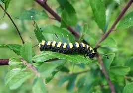 Attēlu rezultāti vaicājumam “Acronicta alni”