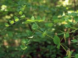 Attēlu rezultāti vaicājumam “Vicia pisiformis”