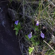 Attēlu rezultāti vaicājumam “Pinguicula vulgaris leaf”