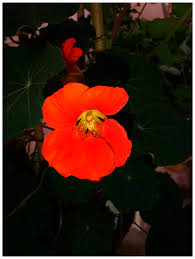 Image result for Tropaeolum majus