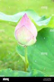 Attēlu rezultāti vaicājumam “Lotus sp. bud”