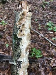 Attēlu rezultāti vaicājumam “Diderma ochraceum spores”