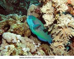 Image result for Chlorurus gibbus