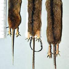 Attēlu rezultāti vaicājumam “Sicista betulina”