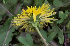 Attēlu rezultāti vaicājumam “Taraxacum suecicum flower”