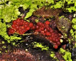 Attēlu rezultāti vaicājumam “Neonectria fuckeliana”