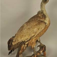 Image result for Cursorius cursor