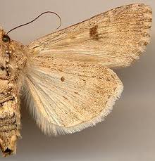 Attēlu rezultāti vaicājumam “Hadula trifolii”