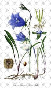 Attēlu rezultāti vaicājumam “Campanula patula fruit”