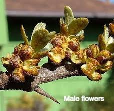 Attēlu rezultāti vaicājumam “Hippophae rhamnoides female flower”
