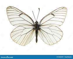 Attēlu rezultāti vaicājumam “Aporia crataegi upperside”