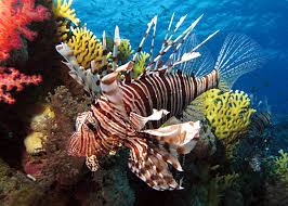 Image result for Pterois miles