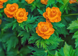 Attēlu rezultāti vaicājumam “Trollius europaeus leaf”