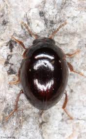 Attēlu rezultāti vaicājumam “Anisotoma humeralis”