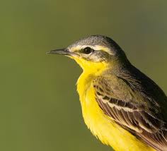 Attēlu rezultāti vaicājumam “Motacilla flava flava”