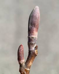 Attēlu rezultāti vaicājumam “Liriodendron tulipifera bud”