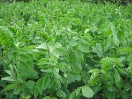 Attēlu rezultāti vaicājumam “Galega orientalis bud”