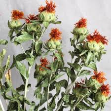 Image result for Carthamus tinctorius