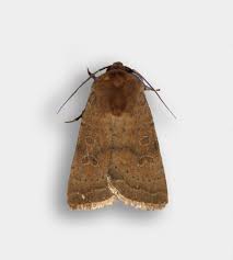 Attēlu rezultāti vaicājumam “Hoplodrina octogenaria”