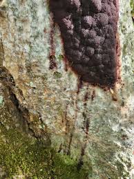 Attēlu rezultāti vaicājumam “Brefeldia maxima young”