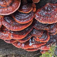 Attēlu rezultāti vaicājumam “Ceriporia purpurea”