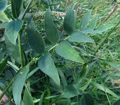 Attēlu rezultāti vaicājumam “Galega orientalis bud”