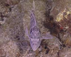 Image result for Sparisoma cretense