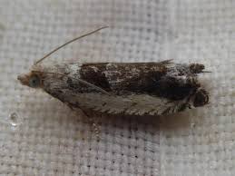 Attēlu rezultāti vaicājumam “Epinotia ramella”