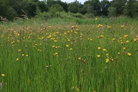 Attēlu rezultāti vaicājumam “Crepis paludosa”