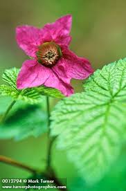 Attēlu rezultāti vaicājumam “Rubus saxatilis flower”