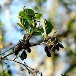 Attēlu rezultāti vaicājumam “Alnus glutinosa fruit”