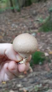 Attēlu rezultāti vaicājumam “Lycoperdon pyriforme young”