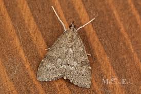 Attēlu rezultāti vaicājumam “Udea prunalis”