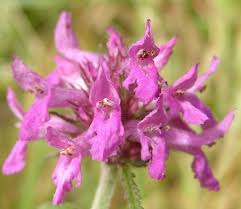 Attēlu rezultāti vaicājumam “Stachys officinalis”