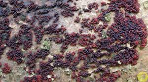 Attēlu rezultāti vaicājumam “Neonectria fuckeliana”