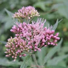 Image result for Eupatorium cannabinum