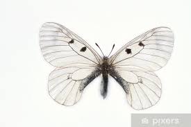 Attēlu rezultāti vaicājumam “Parnassius mnemosyne”