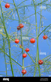 Attēlu rezultāti vaicājumam “Asparagus officinalis fruit”