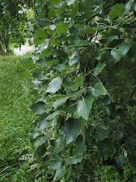 Attēlu rezultāti vaicājumam “Populus x canescens”