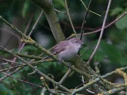 Attēlu rezultāti vaicājumam “Sylvia borin adult”