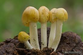 Attēlu rezultāti vaicājumam “Bolbitius vitellinus”